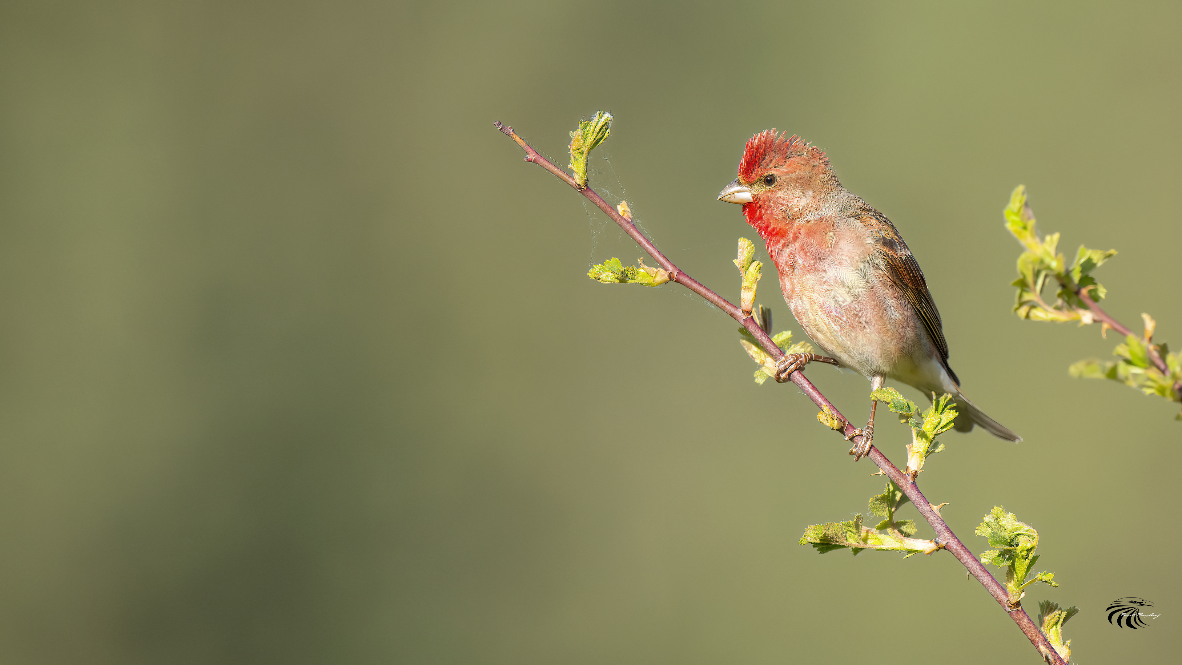 Common Rosefinch — Ana fotoğraf